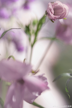 black黑瞳采集到花 特写 高级