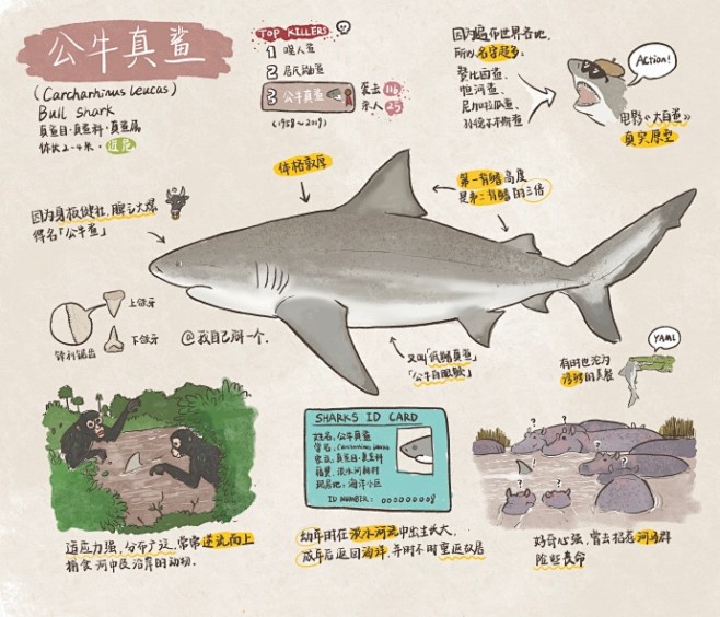 鲨鱼是一个古老而庞大的家族,它们种类繁多,分布广泛,活跃在世界各地