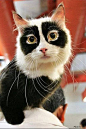 Exotic markings!: www.soupanjun.com #喵星人#