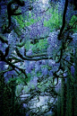 紫藤林 