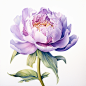 国画唯美牡丹花开水彩风牡丹花卉插画