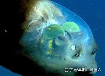 海洋里到底有什么可怕的东西？ - 知乎