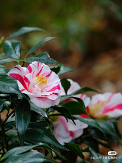 画画即自由采集到山茶花