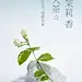 茉莉花海报