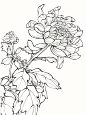 菊花线稿的搜索结果_百度图片搜索