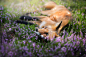 General 2048x1365 animals fox nature plants flowers