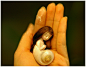 snail lady | Flickr - 相片分享！