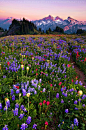 Field of Dreams. Mt. Rainier National Park, Washington.