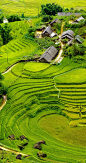 【知识星球：地产重案】 【微信号：arsion575】Rice fields on terraced of Mu Cang Chai, YenBai, Vietnam.