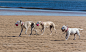 Beach dogs by Gill Kennett on 500px