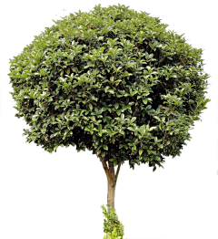 /tp冷星系采集到植物立面素材