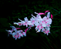 彩眼花 Acidanthera bicolor 鸢尾科 非洲鸢尾属
Nature Pattern by Susan Chan on 500px