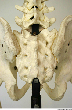 骨头-花瓣网|陪你做生活的设计师 | 骷髅人体骨架骨骼