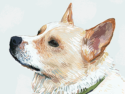 Corgi1