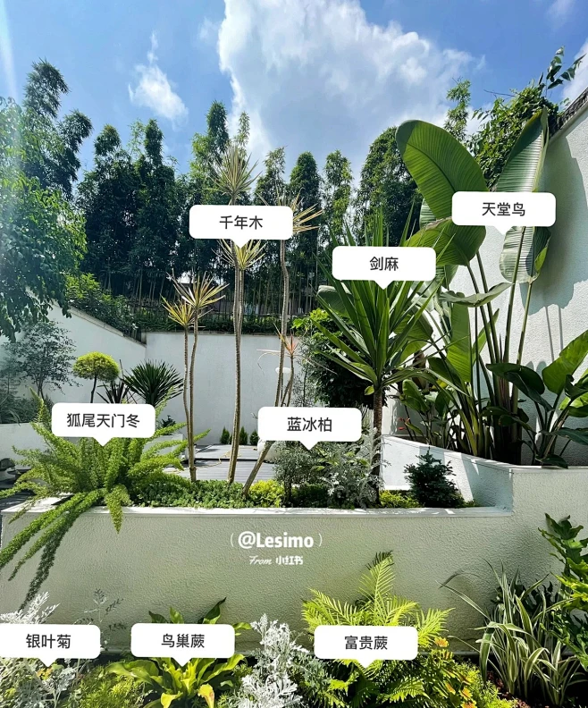 植物配置实景 (164)-花瓣网