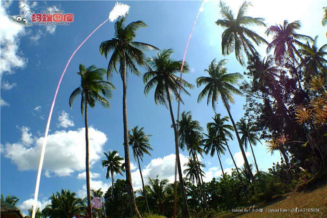 椰子树图片素材