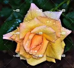 玫瑰 花 盛开 植物群 美丽的花朵 花卉背景 玫瑰花 花壁纸