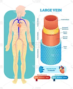 健康保健,绘画插图,心血管系统,数据,图表,巨大的,矢量,剪影