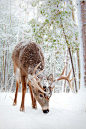 #晚安的图# 在雪中。