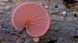 Steve Axford：美丽的真菌