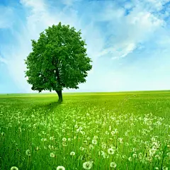 树木壁纸植物壁纸清新壁纸蓝天壁纸 第1页
