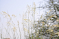 1280px-Grass_Flowers_on_a_late_Summer_afternoon.jpg (1280×850)