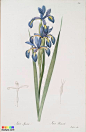 皮埃尔-约瑟夫·雷杜德的植物图谱 彩铅画