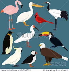 卡通鸟集合。不同种类的鸟类向量集。朱鹮,日本丹顶鹤,风头鹦鹉鹦鹉,鹈鹕,巨嘴鸟,海雀,火烈鸟,企鹅,秃鹰,红色北部红衣主教。-动物/野生生物-海洛创意(HelloRF)-Shutterstock中国独家合作伙伴-正版素材在线交易平台-站酷旗下品牌