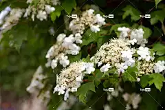 荚蒾 绽放 盛开 春天 花园 花壁纸 植物群 自然 花卉 植物