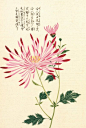 Honzo Zufu [Spider Chrysanth] - Kan'en Iwasaki - Kew Gardens Botanical Prints - Kew Botanical Prints