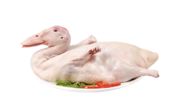 鸭子png。鸭肉png