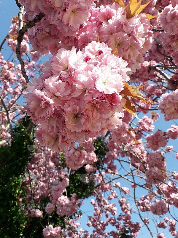 粉红花