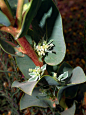 Euphorbia_marginata_NPS-1.jpg (2352×3136) 银边翠（学名：Euphorbia marginata）亦称高山积雪或初雪草，是大戟科大戟属植物。