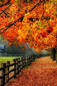 梦幻诗意森林秋色手机壁纸 640x960