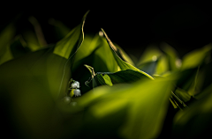 小泥鳅☞采集到柔