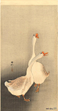 小原古邨(Ohara Koson)高清作品《两只白鹅》