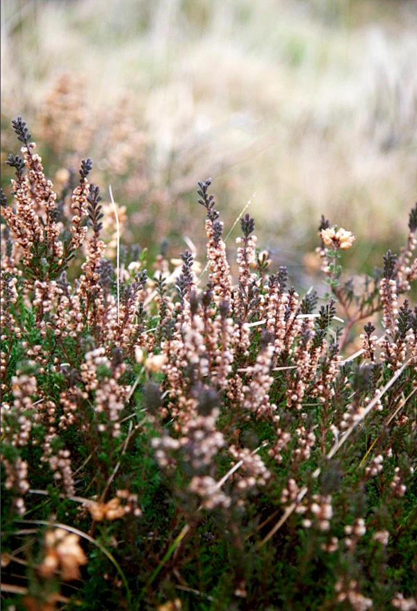 风景。内的花瓣采集图片-陈花喜