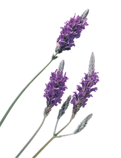 紫薯糖糖采集到植物&花卉&水果