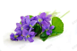 紫色鲜花背景高清素材 免费下载 设计图片 页面网页 平面电商 创意素材