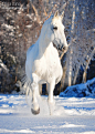 White Horse