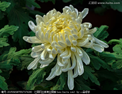 、雨茜采集到菊花