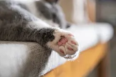 点击来源直接获取大图文件 |Close-up of the cat's soles