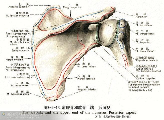 人体解剖--骨骼，肌肉很全面的套图