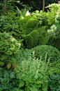 shade garden with hosta, fern, lady's mantle, boxwood, wild ginger and more...:: 
