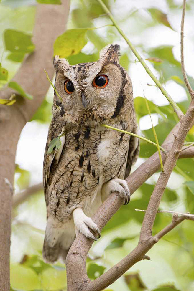 鸮形目·鸱鸮科·角鸮属:日本领角鸮(棕)