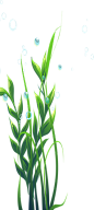 水草