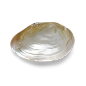 超高清 海星 海螺 贝壳 珊瑚 海马等 航洋生物主题 png元素 shell-4-(2)