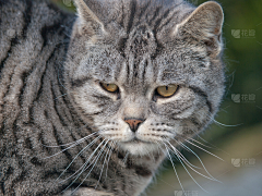 果断行事采集到猫