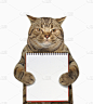 猫,四只动物,垂直画幅,空白的,艺术,无人,笔记本,乌克兰,幽默