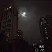 小熊向日葵